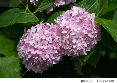 アジサイ 129558446