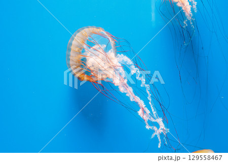 underwater photography jellyfish Chrysaora fuscescens, Pacific sea nettle, West Coast sea nettle underwater photography jellyfish Chrysaora fuscescens, Pacific sea nettle, West Coast sea nettle 129558467