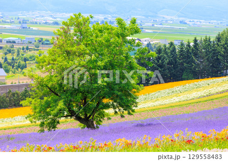 ラベンダー畑 129558483