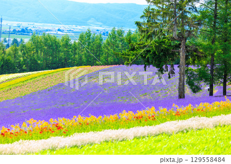 ラベンダー畑 129558484