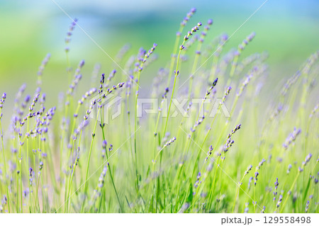 ラベンダー 129558498