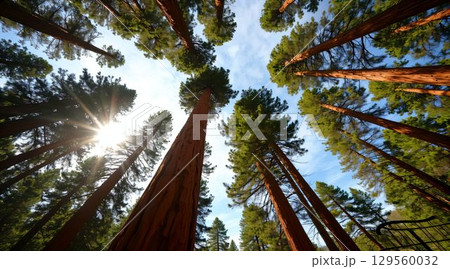 Tall trees reaching for the sky in a lush forest during bright daylight 129560032