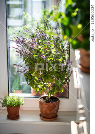 Blooming thai Basil and thyme in clay pots on windowsill at home. Cultivation homegrown spicy herbs Blooming thai Basil and thyme in clay pots on windowsill at home. Cultivation homegrown spicy herbs 129560334
