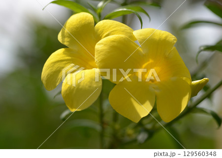 コバノアリアケカズラ コバノアリアケカズラ 129560348