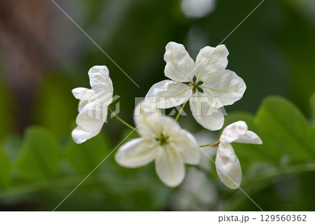 カッシア 129560362