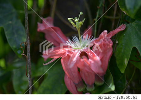 ホザキノトケイソウ ホザキノトケイソウ 129560363