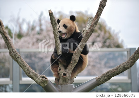 木に登って遊ぶ明浜 129560375