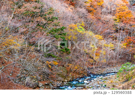 山梨 紅葉の日川渓谷竜門峡 129560388