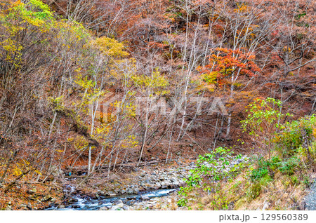 山梨 紅葉の日川渓谷竜門峡 山梨 紅葉の日川渓谷竜門峡 129560389
