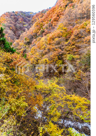 山梨 紅葉の日川渓谷竜門峡 129560396