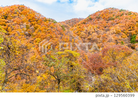 山梨 紅葉の日川渓谷竜門峡 129560399