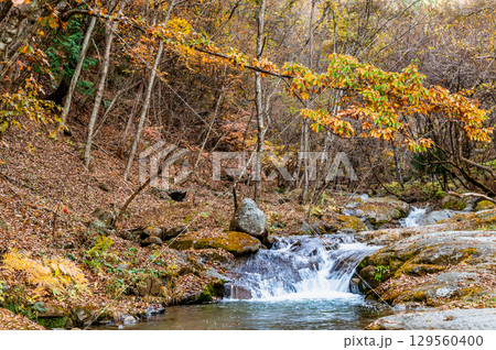 山梨 紅葉の日川渓谷竜門峡 山梨 紅葉の日川渓谷竜門峡 129560400