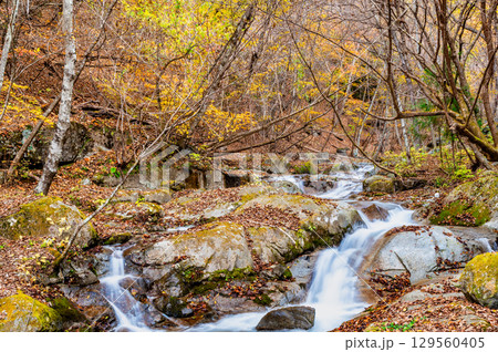 山梨 紅葉の日川渓谷竜門峡 山梨 紅葉の日川渓谷竜門峡 129560405