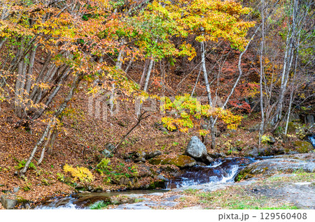 山梨 紅葉の日川渓谷竜門峡 129560408