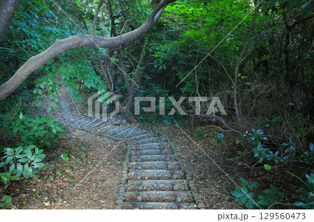 愛媛県伊方町 番匠鼻への道 愛媛県伊方町 番匠鼻への道 129560473