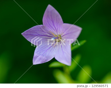青いキキョウの花 青いキキョウの花 129560571