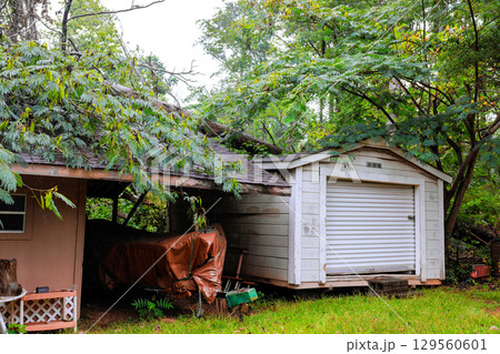 Fallen tree disrupts shed, garage area in residential backyard during early morning rainstorm Fallen tree disrupts shed, garage area in residential backyard during early morning rainstorm 129560601