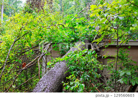 Tree falls onto building in wooded area after storm, causing damage disruption to surroundings 129560603