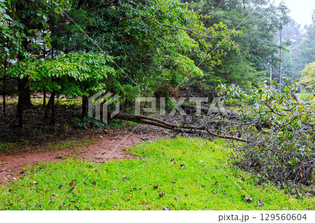 Fallen tree branches create obstacles on hiking trail in lush forested area after recent storm Fallen tree branches create obstacles on hiking trail in lush forested area after recent storm 129560604