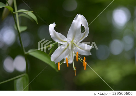 シロカノコユリ シロカノコユリ 129560606