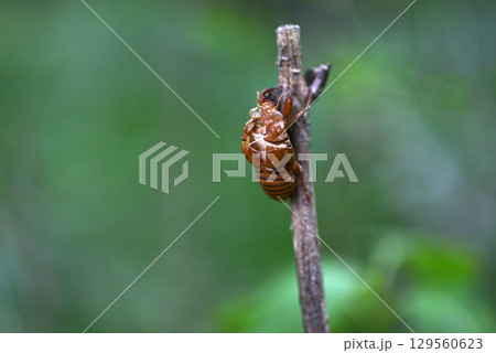 セミの抜け殻 セミの抜け殻 129560623