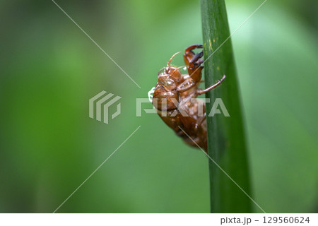 セミの抜け殻 セミの抜け殻 129560624