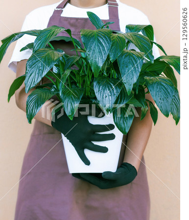 Florist holding indoor plant spathiphyllum on beige background 129560626