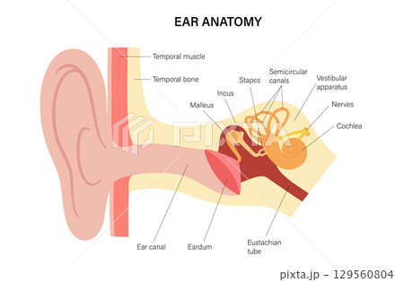 Human ear exam 129560804
