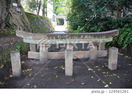 鹿児島県　桜島と大噴火の遺構　黒神埋没鳥居 129561261