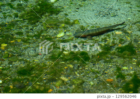 安曇野の大王わさび農場 安曇野の大王わさび農場 129562046