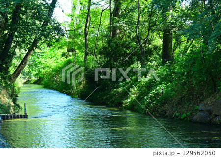 安曇野の大王わさび農場 安曇野の大王わさび農場 129562050
