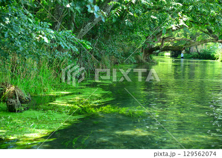 安曇野の大王わさび農場 安曇野の大王わさび農場 129562074