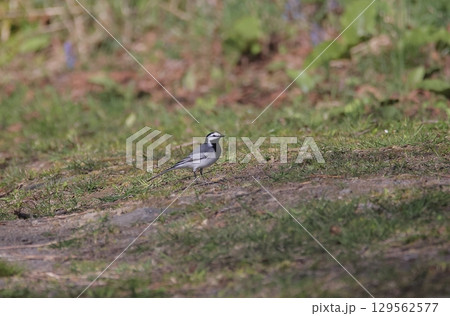亜種タイワンハクセキレイ 129562577