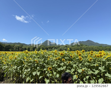 青空に向かって咲くひまわり 129562667