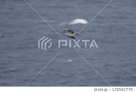 海上を飛ぶミサゴ 海上を飛ぶミサゴ 129562770