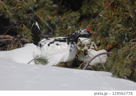 求愛行動をするライチョウのオス 129562778