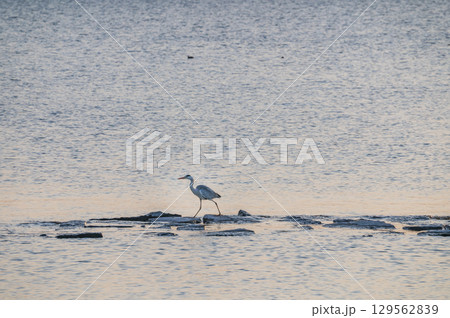 茨城 霞ヶ浦のアオサギ 茨城 霞ヶ浦のアオサギ 129562839