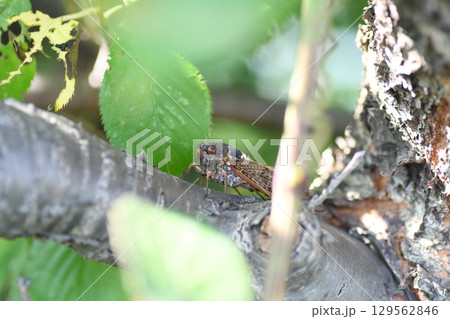 アブラゼミ　鎌倉市内 129562846