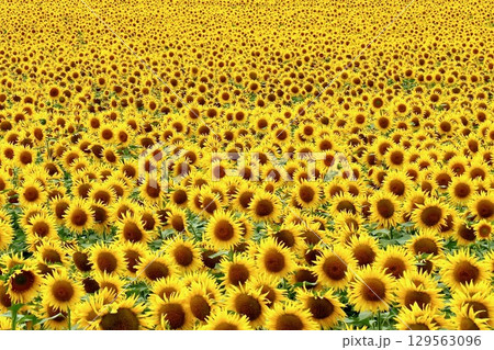 一面に広がるひまわり畑　北竜町ひまわりの里 129563096