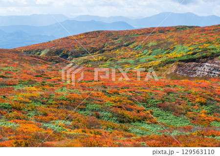 秋の栗駒山登山（神の絨毯） 129563110