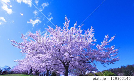 美しい北海道の桜並木 129563140