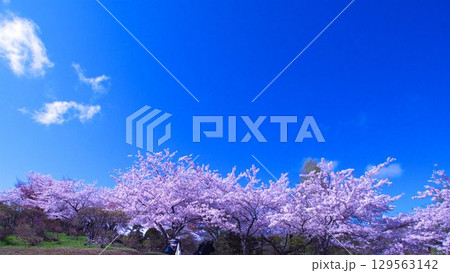 美しい北海道の桜並木 129563142