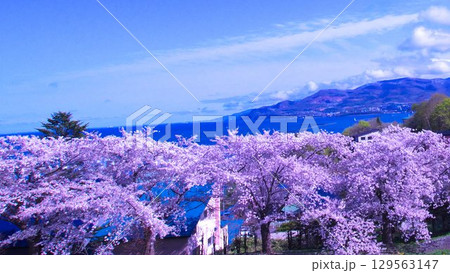 美しい北海道の桜並木 129563147