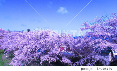 美しい北海道の桜並木 美しい北海道の桜並木 129563151