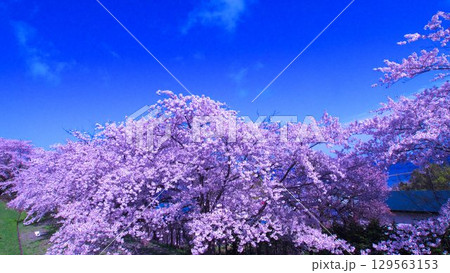 美しい北海道の桜並木 美しい北海道の桜並木 129563153