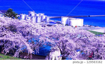 美しい北海道の桜並木 美しい北海道の桜並木 129563162