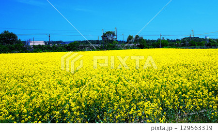 絶景の黄色いじゅうたん菜の花畑 129563319