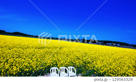 絶景の黄色いじゅうたん菜の花畑 129563329