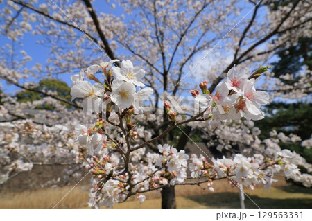 満開のサクラ　春の青空に映えるさくら 129563331