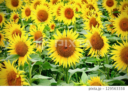 一面に咲き誇ったひまわり畑　北竜町ひまわりの里 129563338